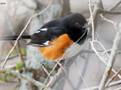 Eastern Towhee