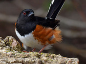 Eastern Towhee