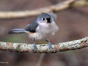 Tufted Titmouse