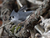 Tufted Titmouse