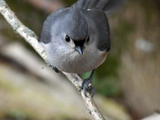 Tufted Titmouse