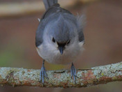 Tufted Titmouse