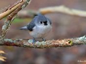 Tufted Titmouse