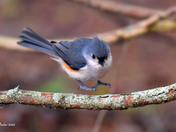 Tufted Titmouse