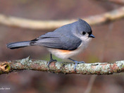 Tufted Titmouse