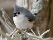 Tufted Titmouse