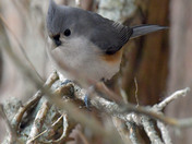 Tufted Titmouse