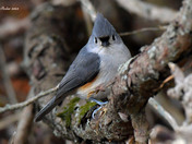 Tufted Titmouse