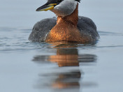 Red Necked Grebe