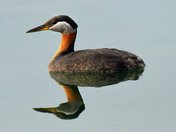 Red Necked Grebe