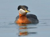 Red Necked Grebe