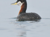 Red Necked Grebe