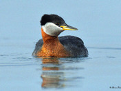Red Necked Grebe