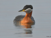 Red Necked Grebe