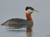 Red Necked Grebe