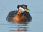 Red Necked Grebe