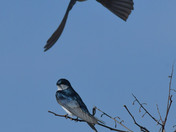 Tree Swallows
