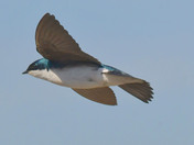 Tree Swallows