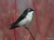 Tree Swallows