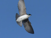 Tree Swallows