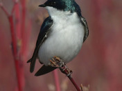 Tree Swallows