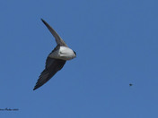 Tree Swallows