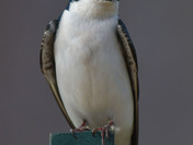 Tree Swallows