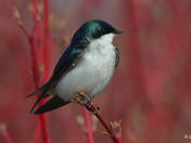 Tree Swallows