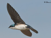 Tree Swallows