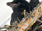 Common Raven