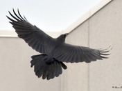 Common Raven
