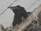 Common Raven