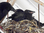 Common Raven