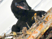 Common Raven