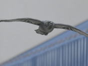 Common Raven