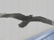 Common Raven