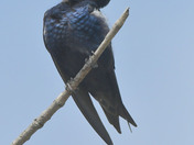 Purple Martin