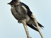 Purple Martin