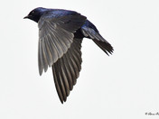 Purple Martin