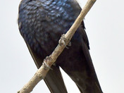 Purple Martin