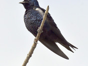 Purple Martin