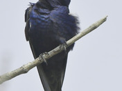 Purple Martin
