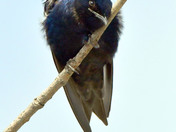 Purple Martin