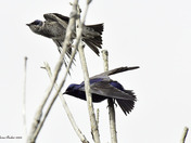 Purple Martin