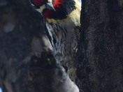 Yellow Bellied Sap Sucker 