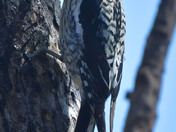 Yellow Bellied Sap Sucker 