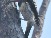 Yellow Bellied Sap Sucker 