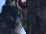 Yellow Bellied Sap Sucker 