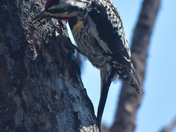 Yellow Bellied Sap Sucker 