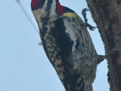 Yellow Bellied Sap Sucker 